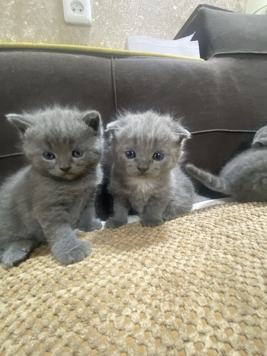 Продам вислоухих котят!тм 1 месяц
