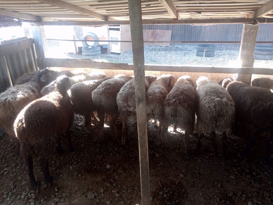 Тоқтылар бар сатылатын