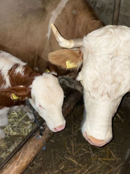 Vând vacă cu vițel