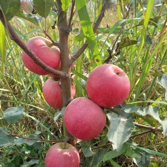 Kuchatlar meva agro