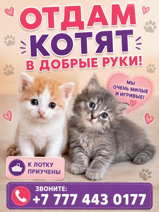 Отдам котят в добрые руки !