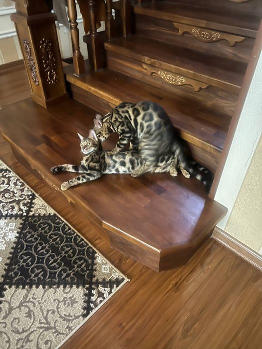 Вязка бенгальскый кот