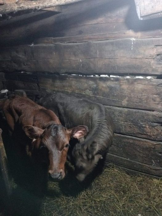 Продам телят телок