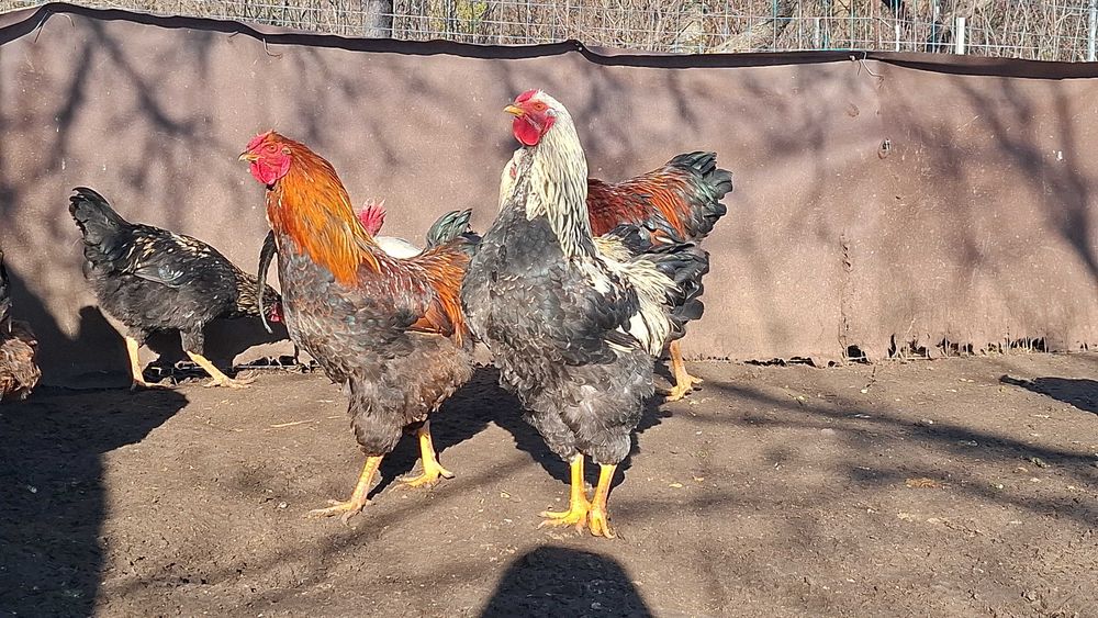 Disponibil cocosi Wyandotte,Australorp,Italiene.