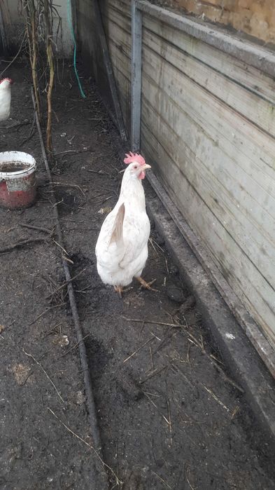 Ouo de incubat leghorn 5 lei buc