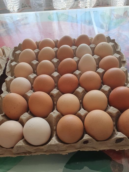 Яйца куриные домашние