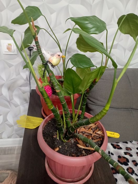 Продам цветы  срочно