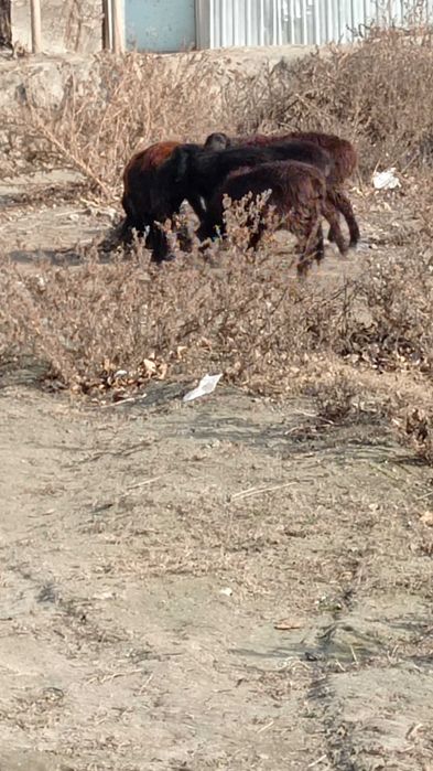 Кузи ва бузоқлар сотилади соглом