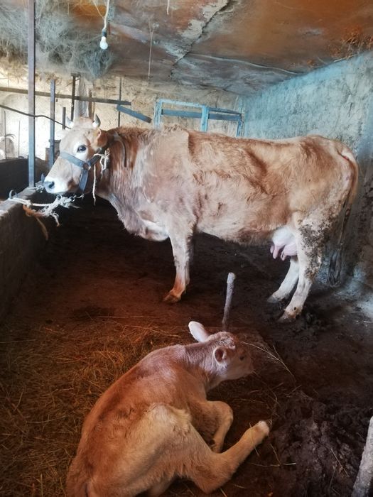 сиыр бұзаулы сатылады