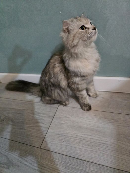 Бесплатно умная кошка