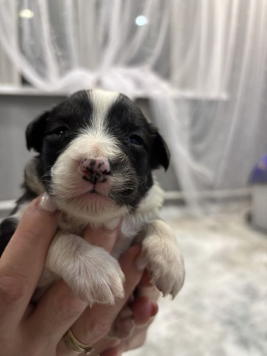 Отдаю щенков в добрые руки)