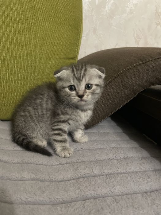 Веслаухие шатландцы