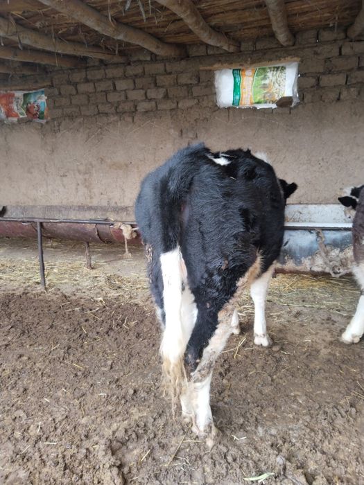 Гунажин сотилади 16млн