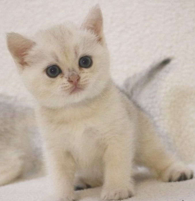 Британский мальчик окрас серебряная шиншилла