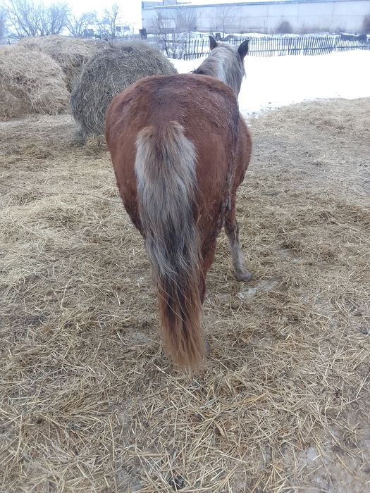 Продам кобылу. На откорме.