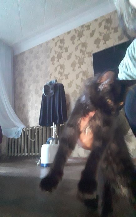 Продам котят помесных остались мальчик и девочкаа