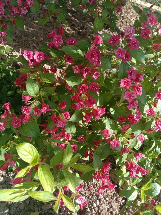 Девичий виноград,текома,кампсис,гортензия,вейгела,вечнозел.плющ,лиана