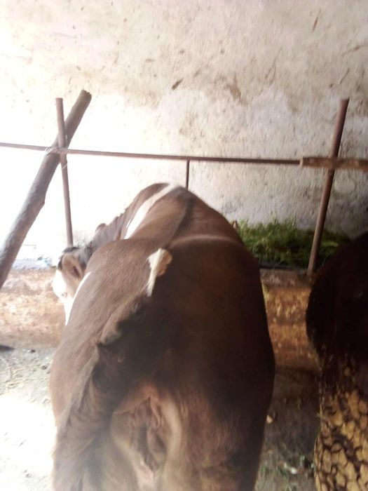 Vând vițele  de 300 kg bucata preț 5500 bucata preț negociabil