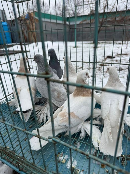 Продам  голубей  лет игра есть