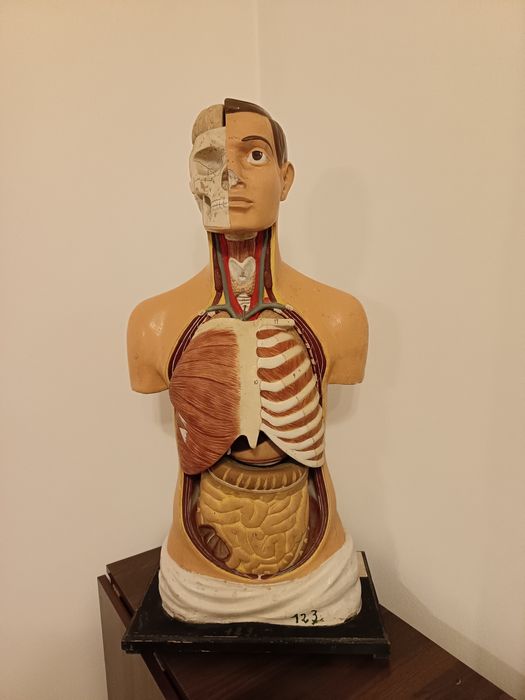 Bust anatomic educațional vintage