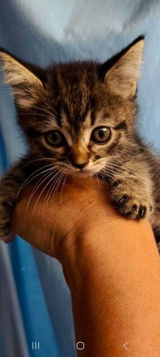 Котята ищут семьи!