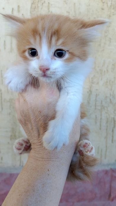 Котята крысоловы