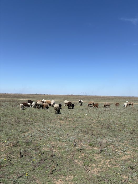 Қозылы қойлар қошқар