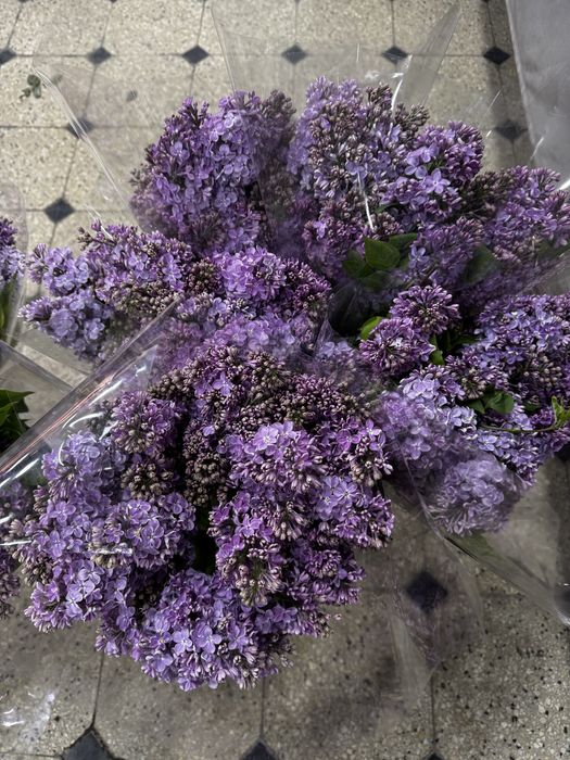 Сирень - новая поставка