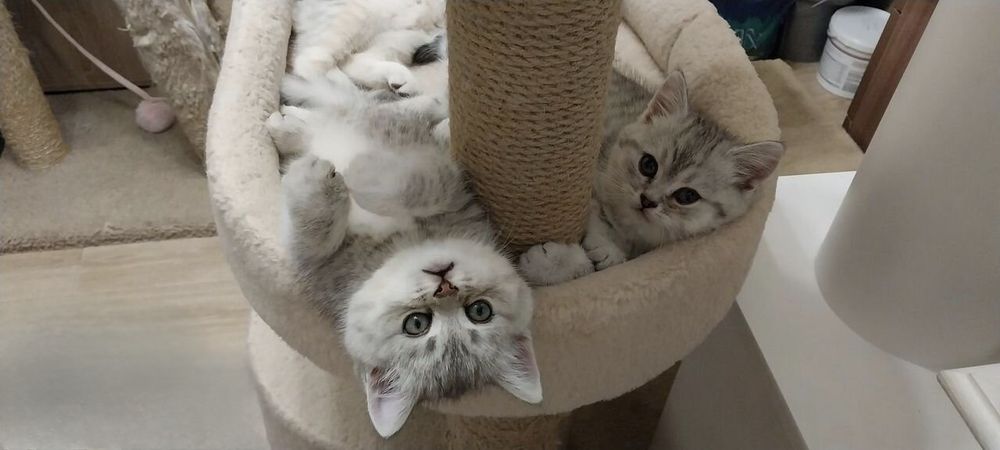 Породистые Британские котята