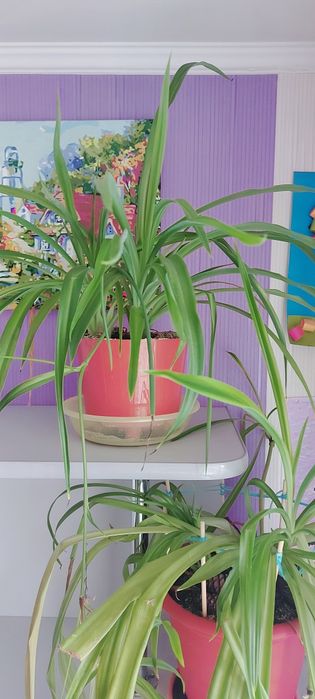 Комнатный цветок Хлорофитум