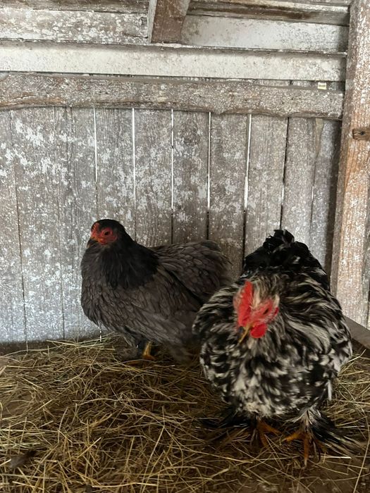 Vând cochinchina pitic