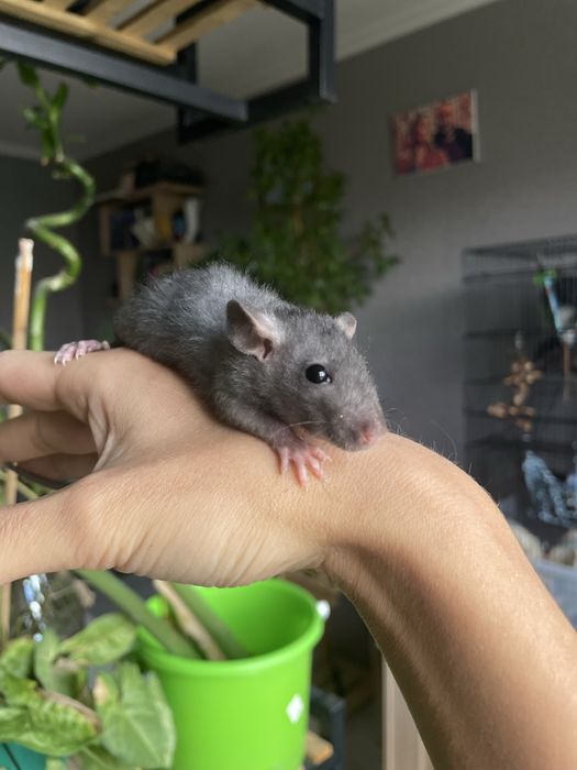 Продам крысят дамбо