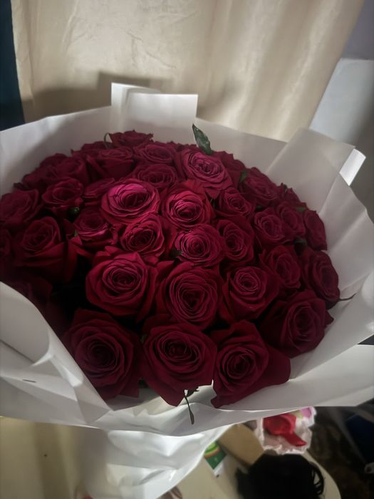 Продам розы 51 штука