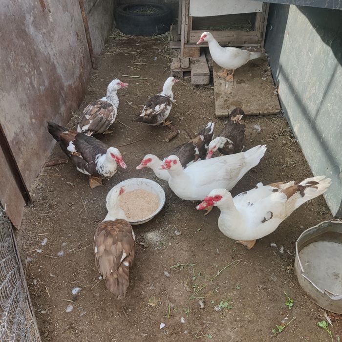 Молодые селезни индоутки