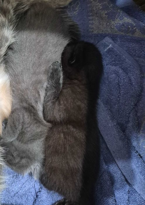 Котята очень умные