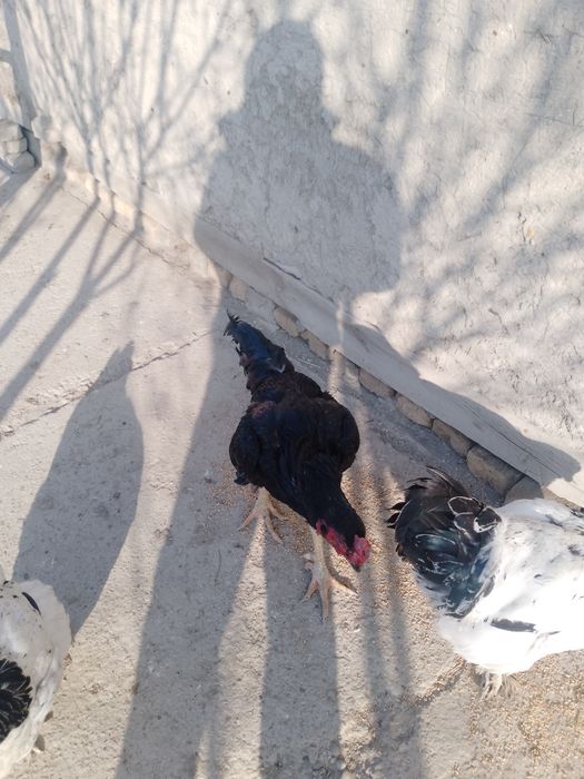 Товук. Хурозлар. Куркалар. Жужалар. Оптим сотилади . 4та курка эртага