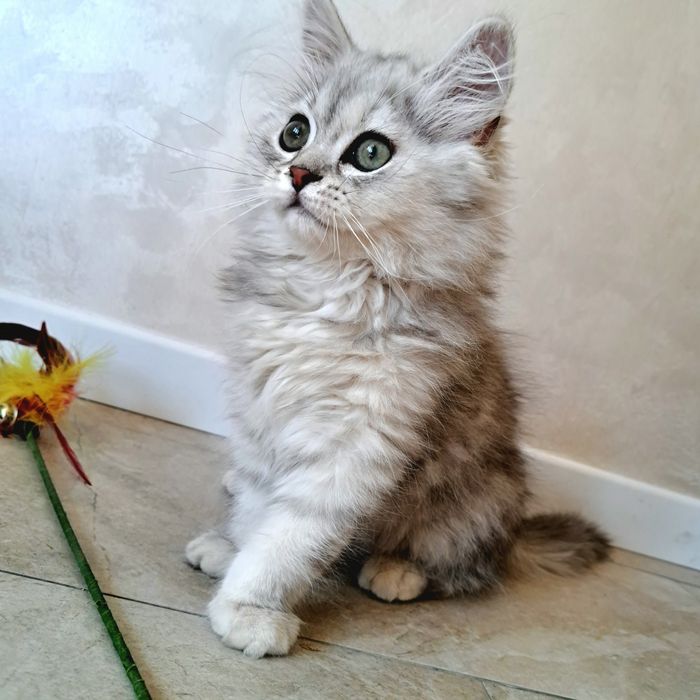 Шотландские котята  Шиншилы