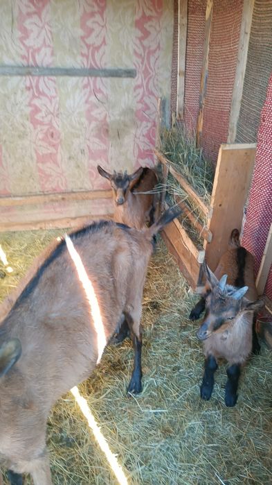 CĂPRIȚE DE VÎNZARE CU CITE 2 Ieduți și un tap