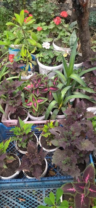 Продам недорого комнатные цветы