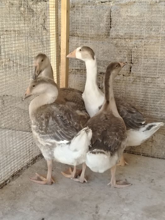 G'ozlar sotiladi