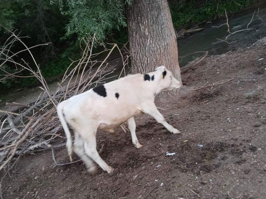 Продам. Бычок 1,5 лет