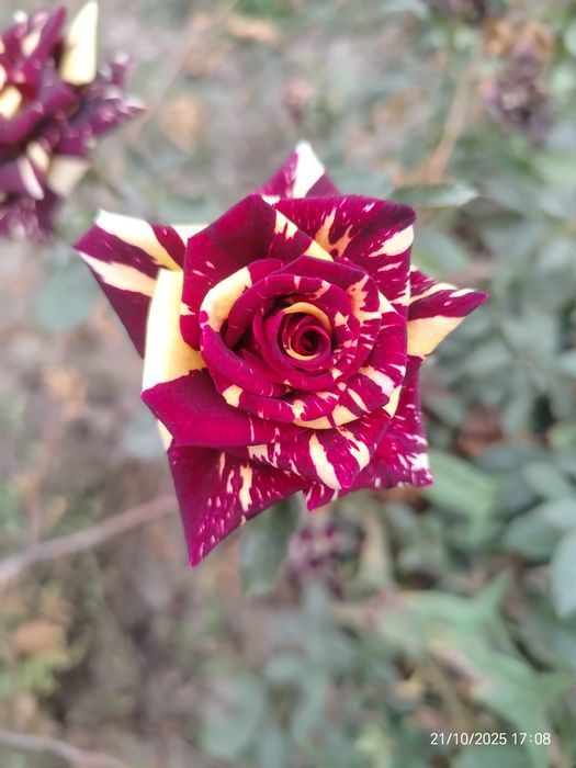 Mevali va manzarali kuchatlar optim narxda