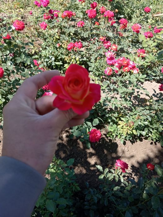 Atirgul g’uncha va kochatlar bor xar xil sortidan