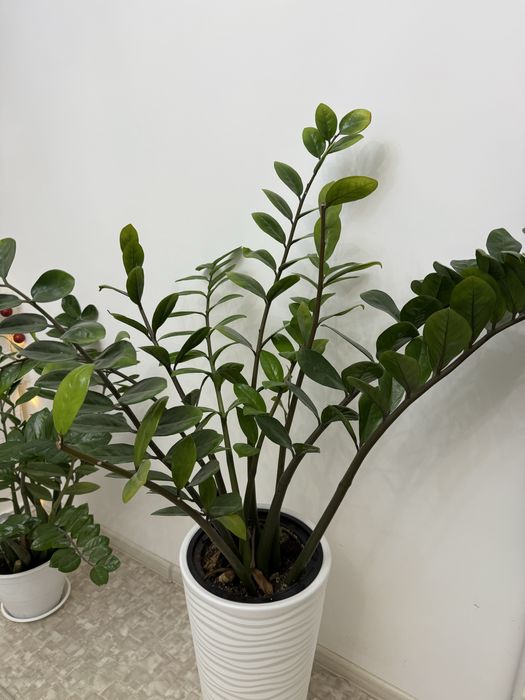 Продам долларовое дерево