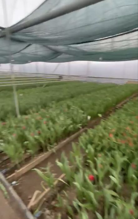 Тюльпаны оптом по 450 тг