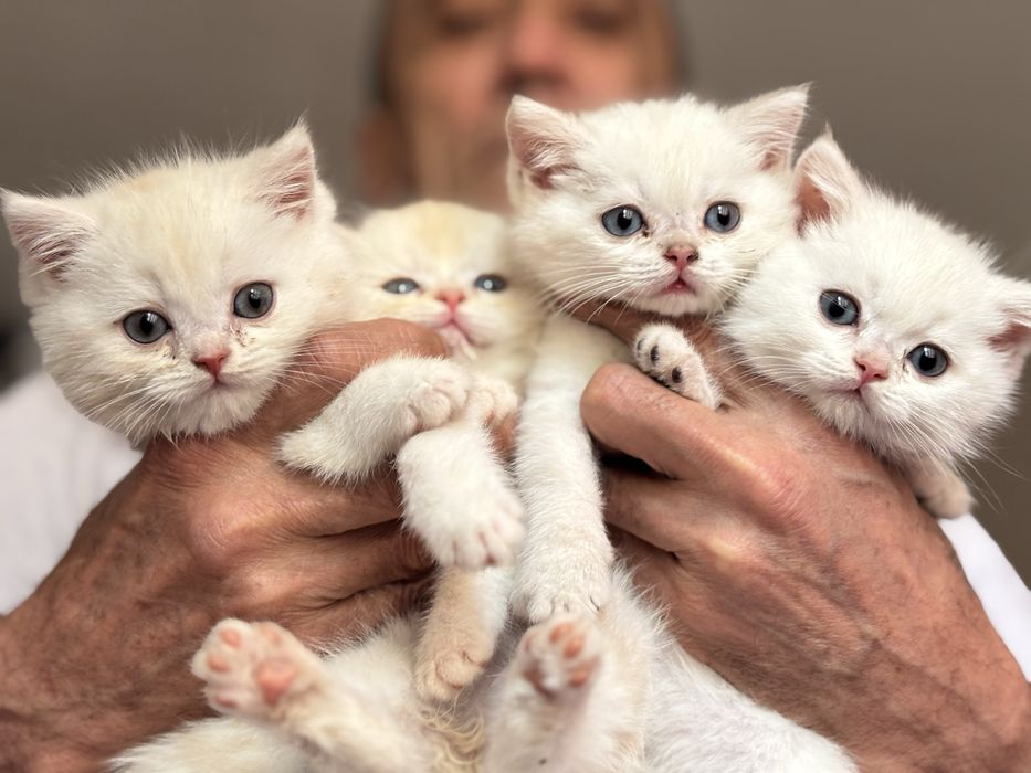 Котята породы шотланской шиншилы