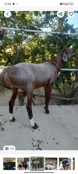 Qassob xizmati sog'lom dashda boqilga qoyla kilosiga 140 somda