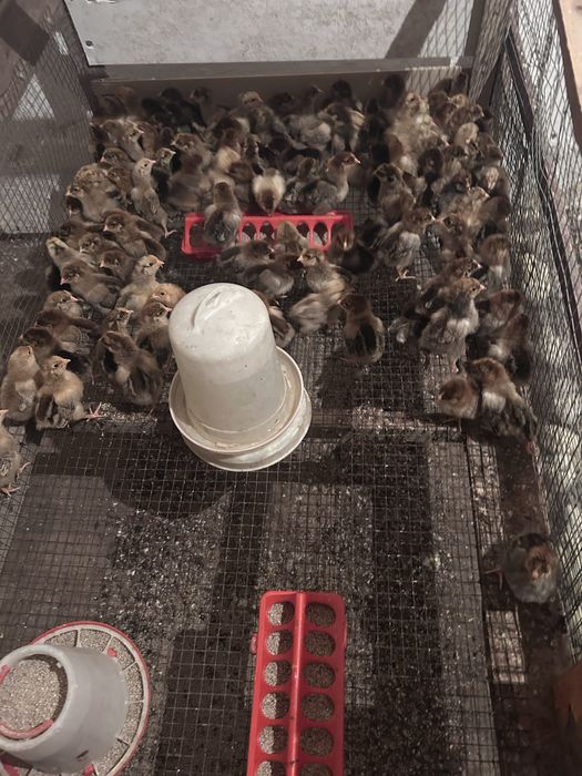 Цыплята несушки кученские неделнын