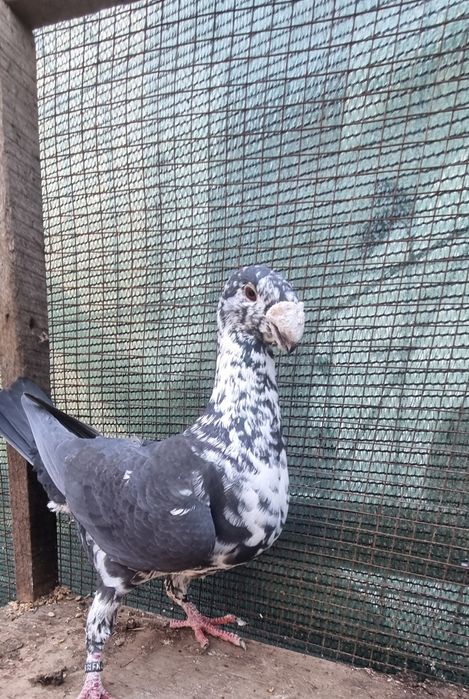 Vand voiajori german maturi