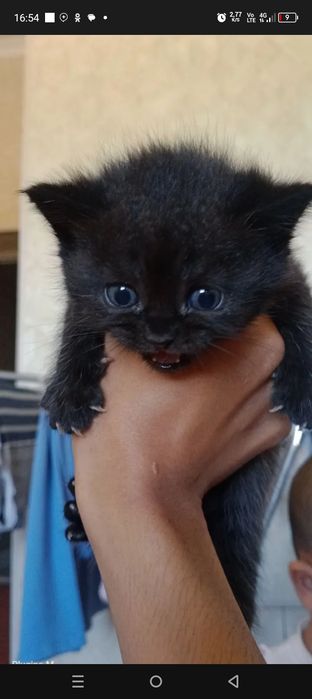 Продаются котята породистые